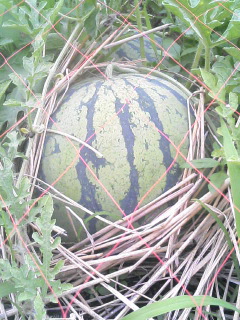 夏の野菜といえば・・・。