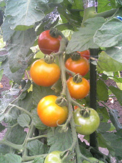 夏の野菜といえば・・・。