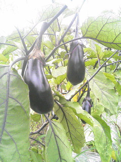 夏の野菜といえば・・・。