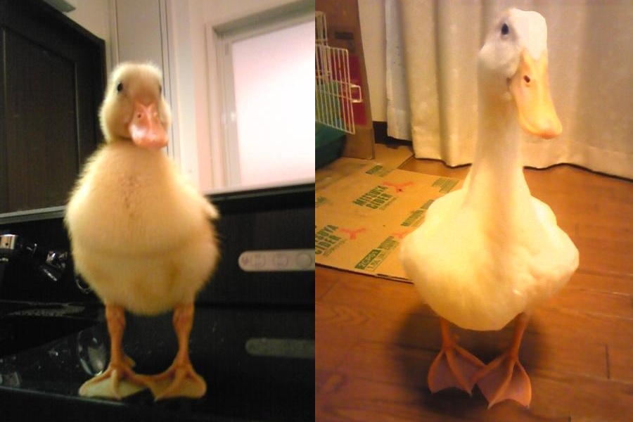 新着ペット事情