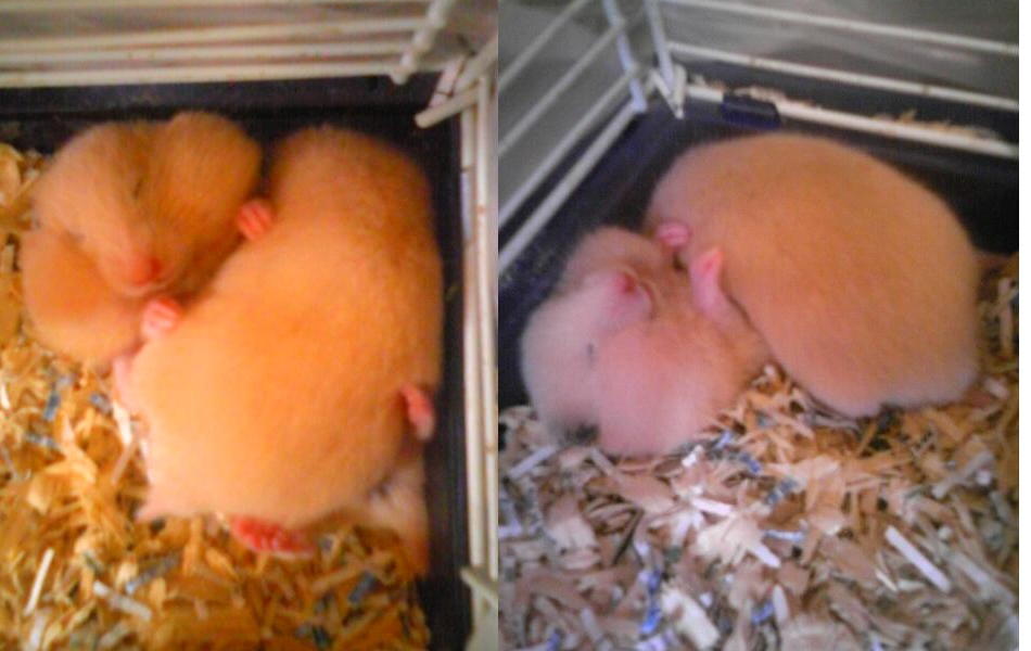 新着ペット事情