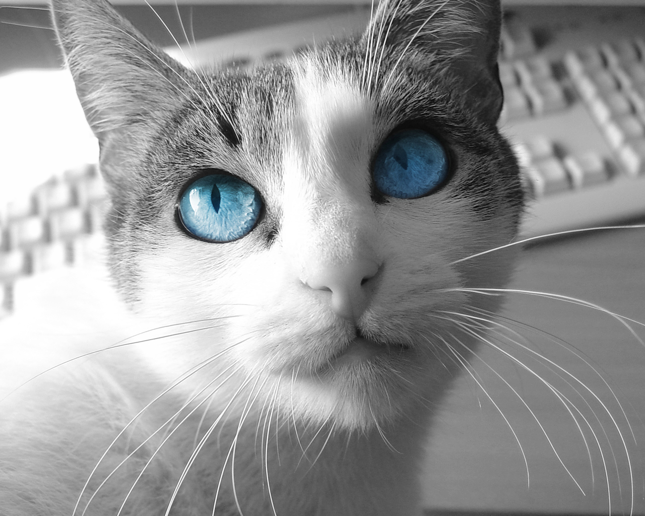 Félineですよ