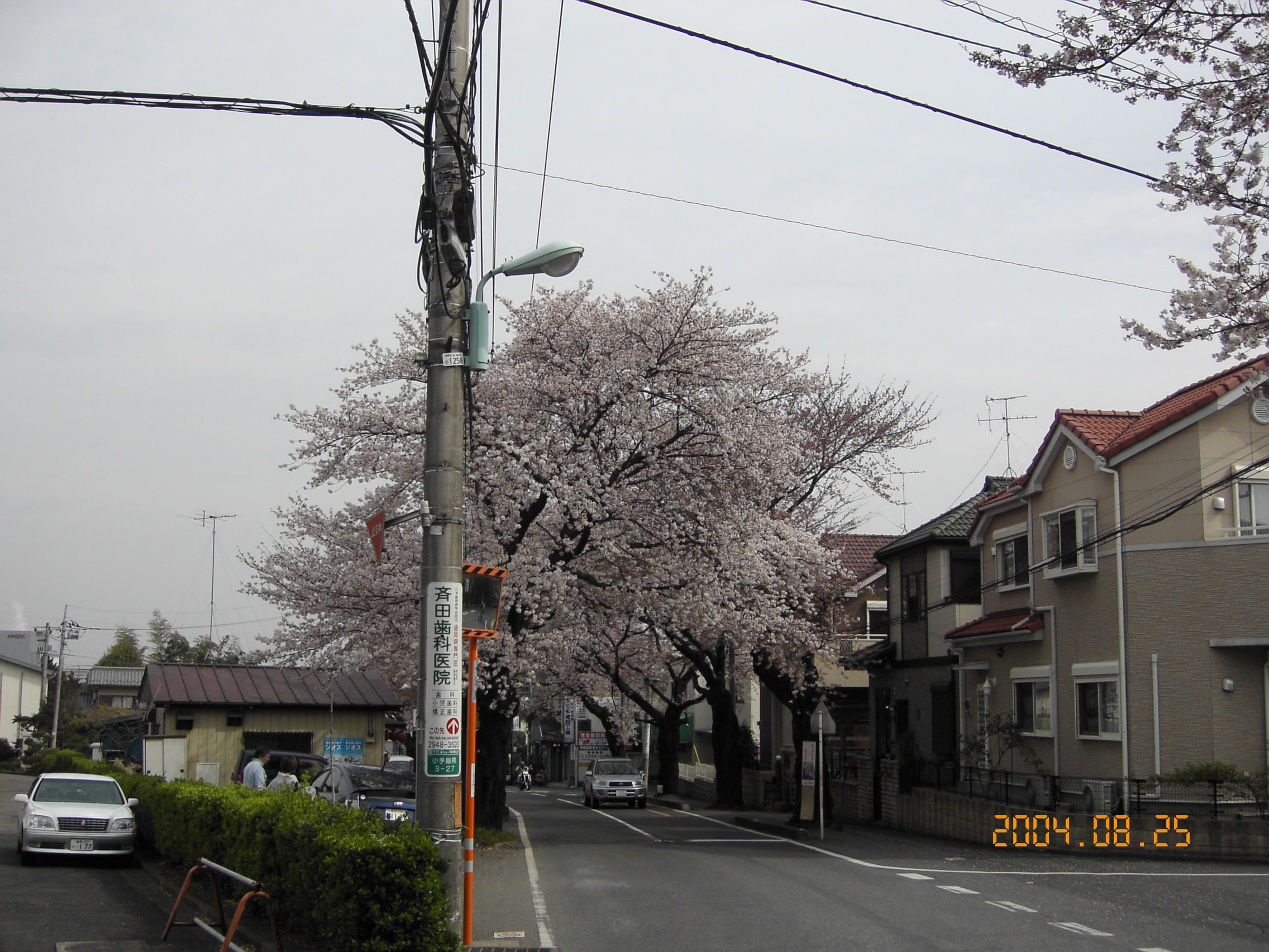 今年もきれいです
