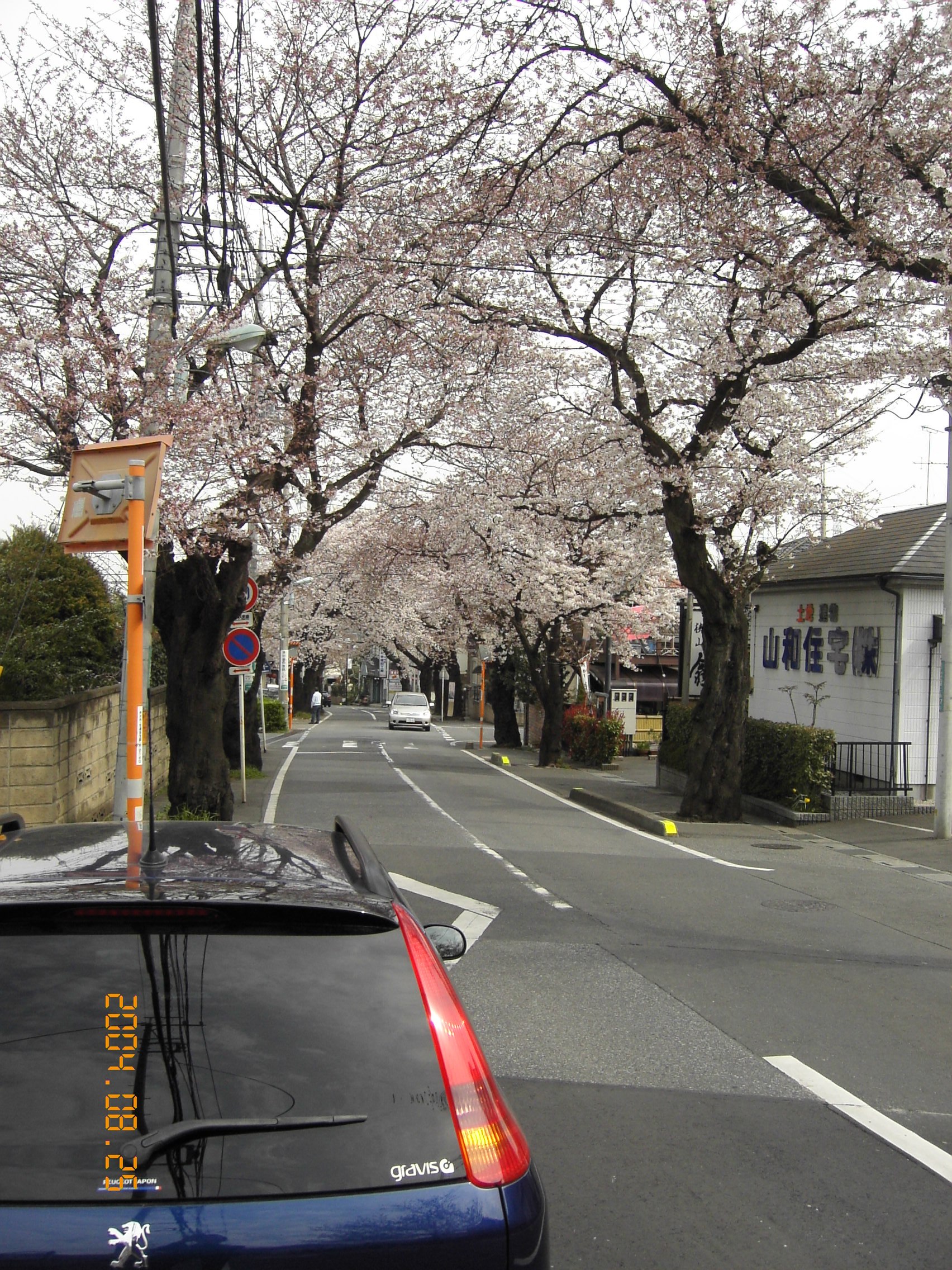 今年もきれいです