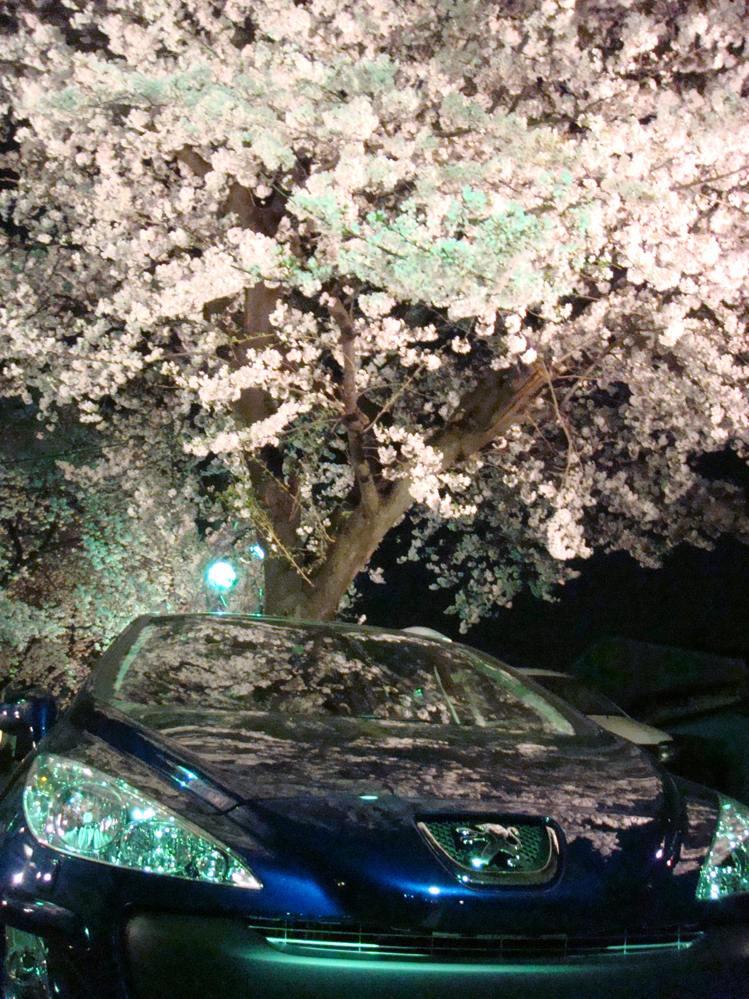 たまには見上げるだけでなく・・・