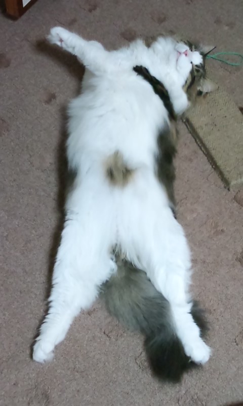 お久しぶりの登場です