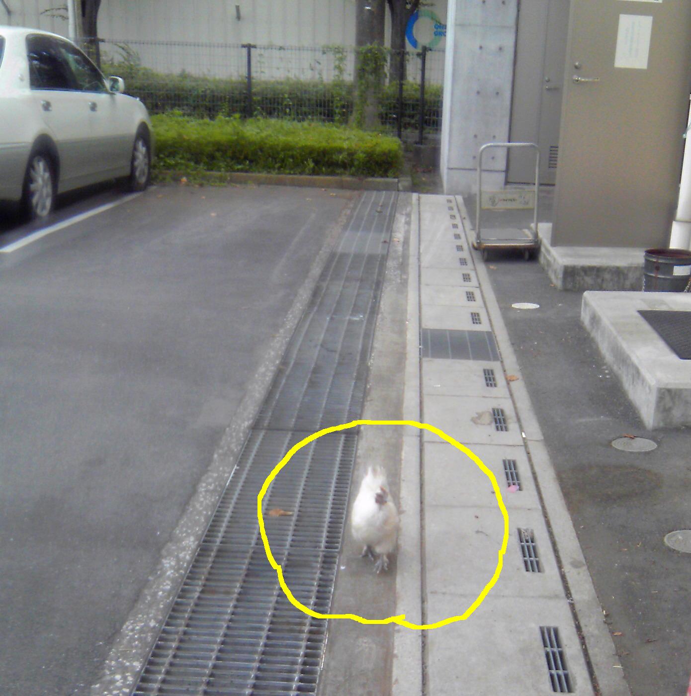 なぜここに？？