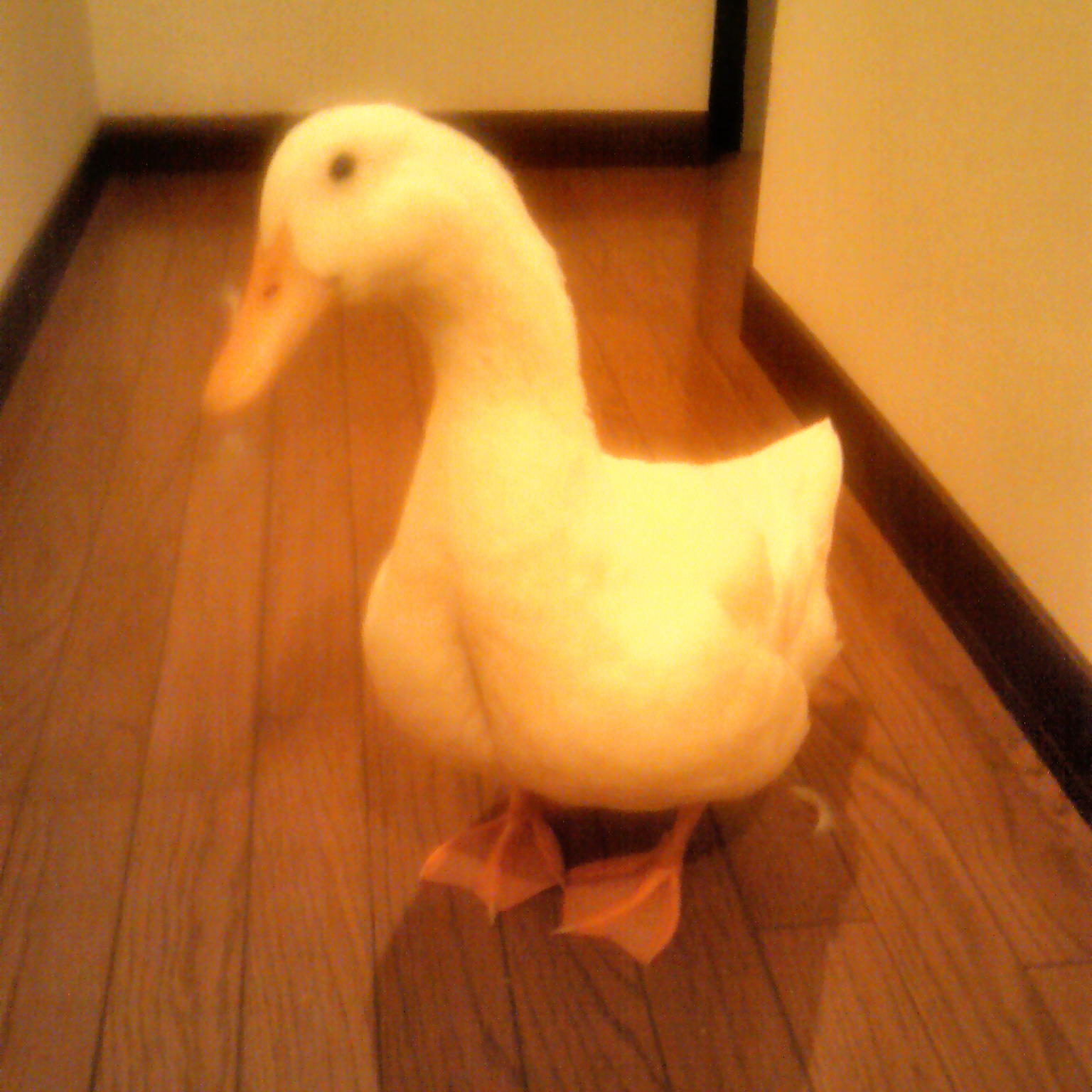 ＜番外編＞前回に続き、鳥つながりで・・・