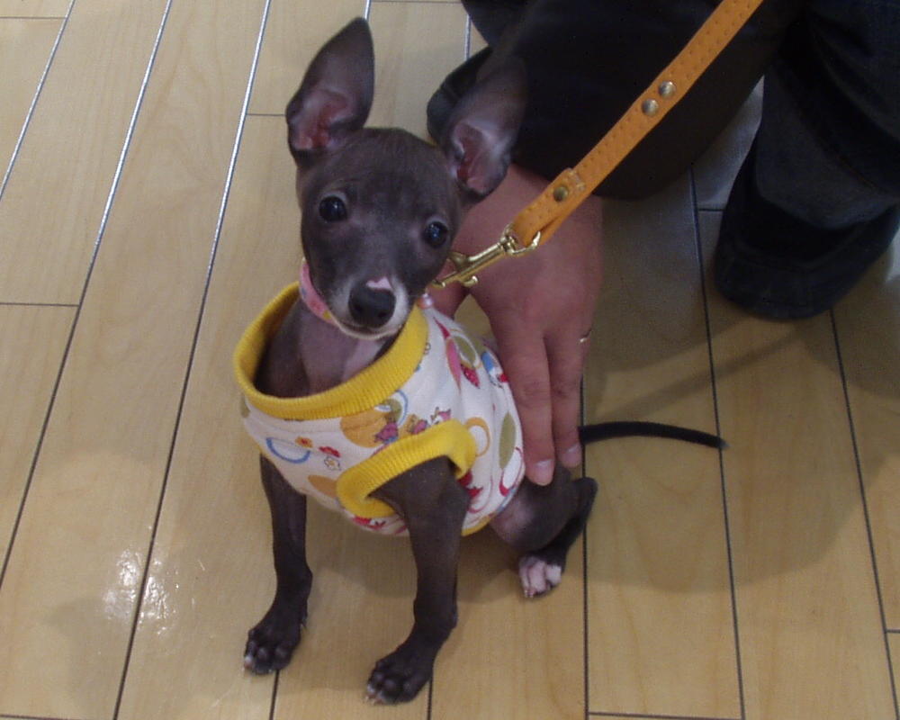 ショールーム日記