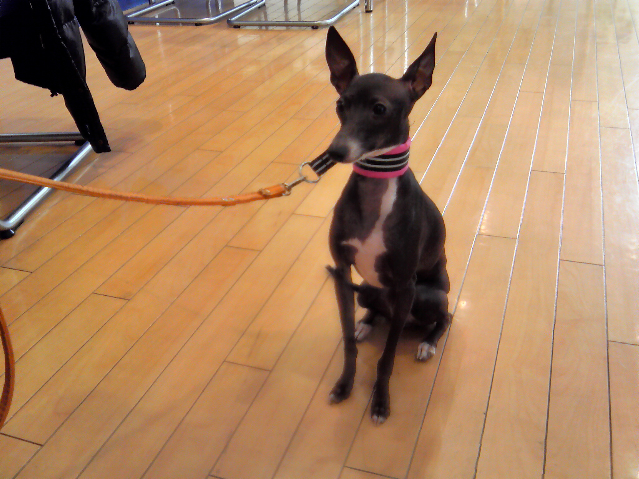 ショールーム日記