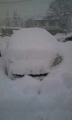 ライオンは炬燵で丸くならない