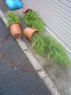 普通でいいよ!普通で!!　(やっぱりプジョーが好き)