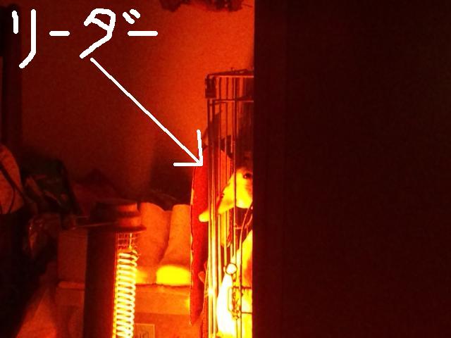 蛇足のブログ　～帰って来たアヒル '10春