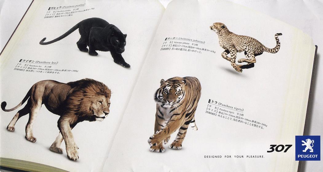 ３頭のライオン