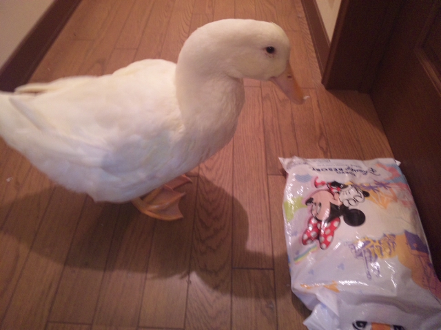 ２０７SW（アデン・レッド）　M様のH君へ