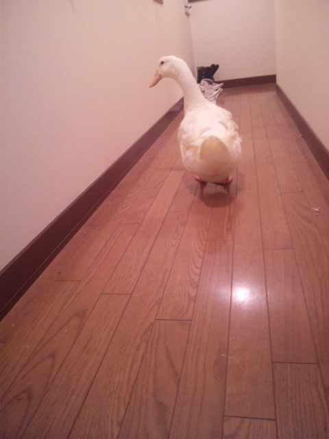 ２０７SW（アデン・レッド）　M様のH君へ