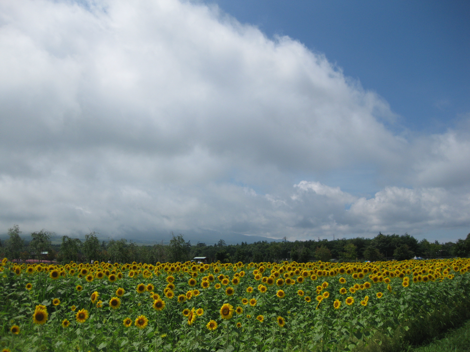 サービス工場　夏季休暇のご案内