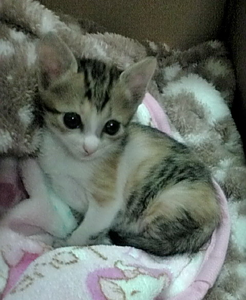 忙しくしている方へ