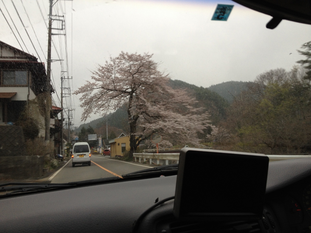 桜