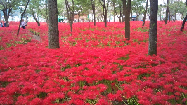 今が見頃。