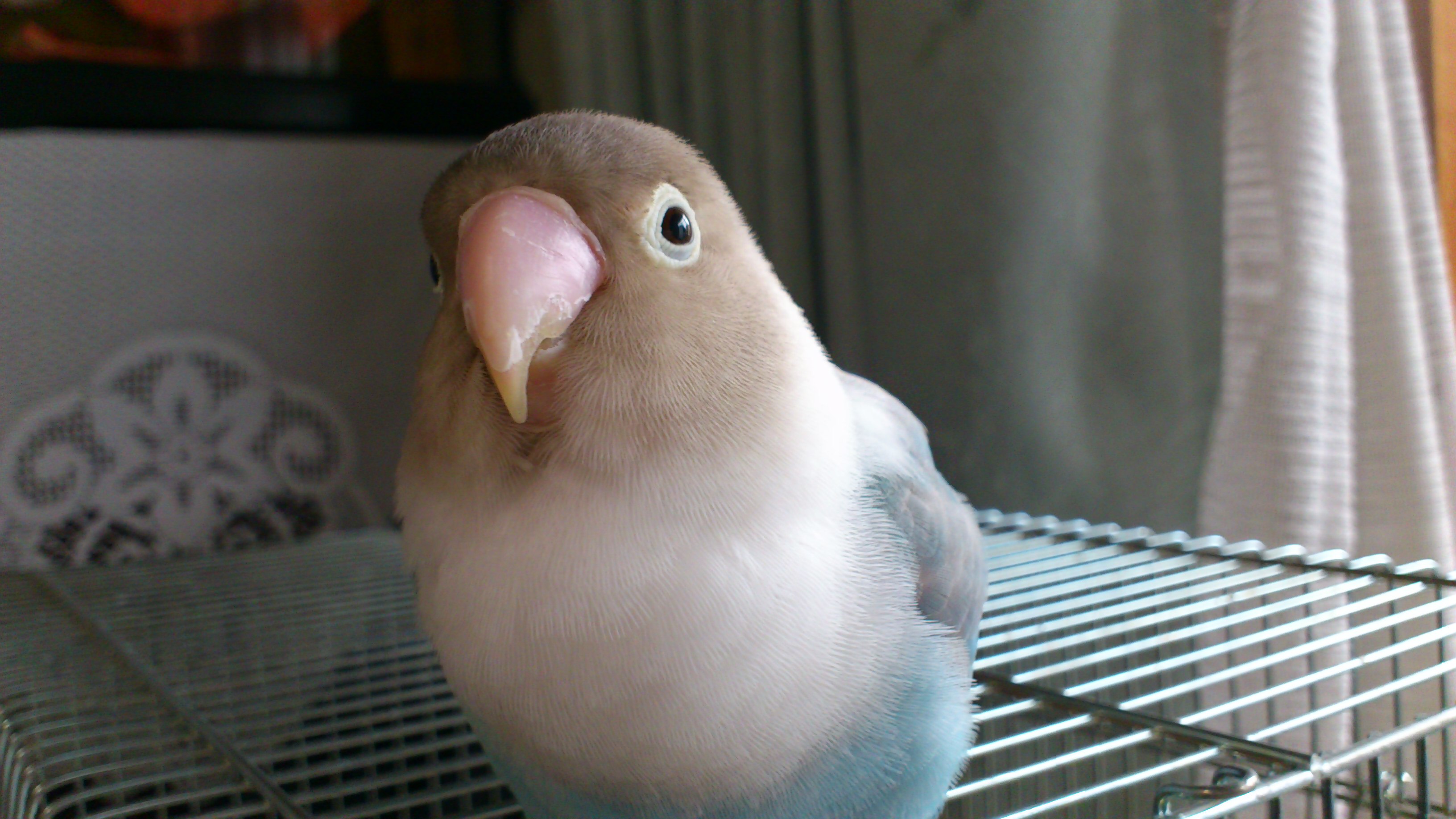 初めましてのご挨拶