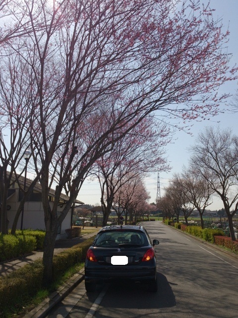 ２０８、３００８　お納車情報