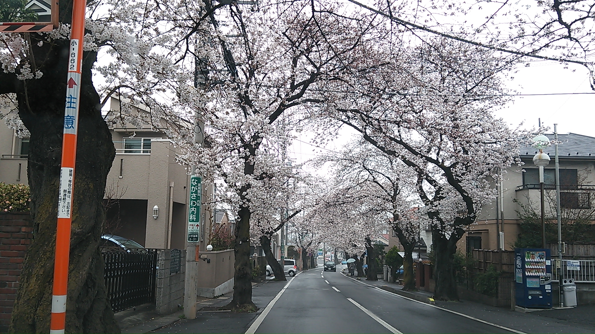 フランスと桜