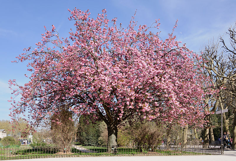 フランスと桜