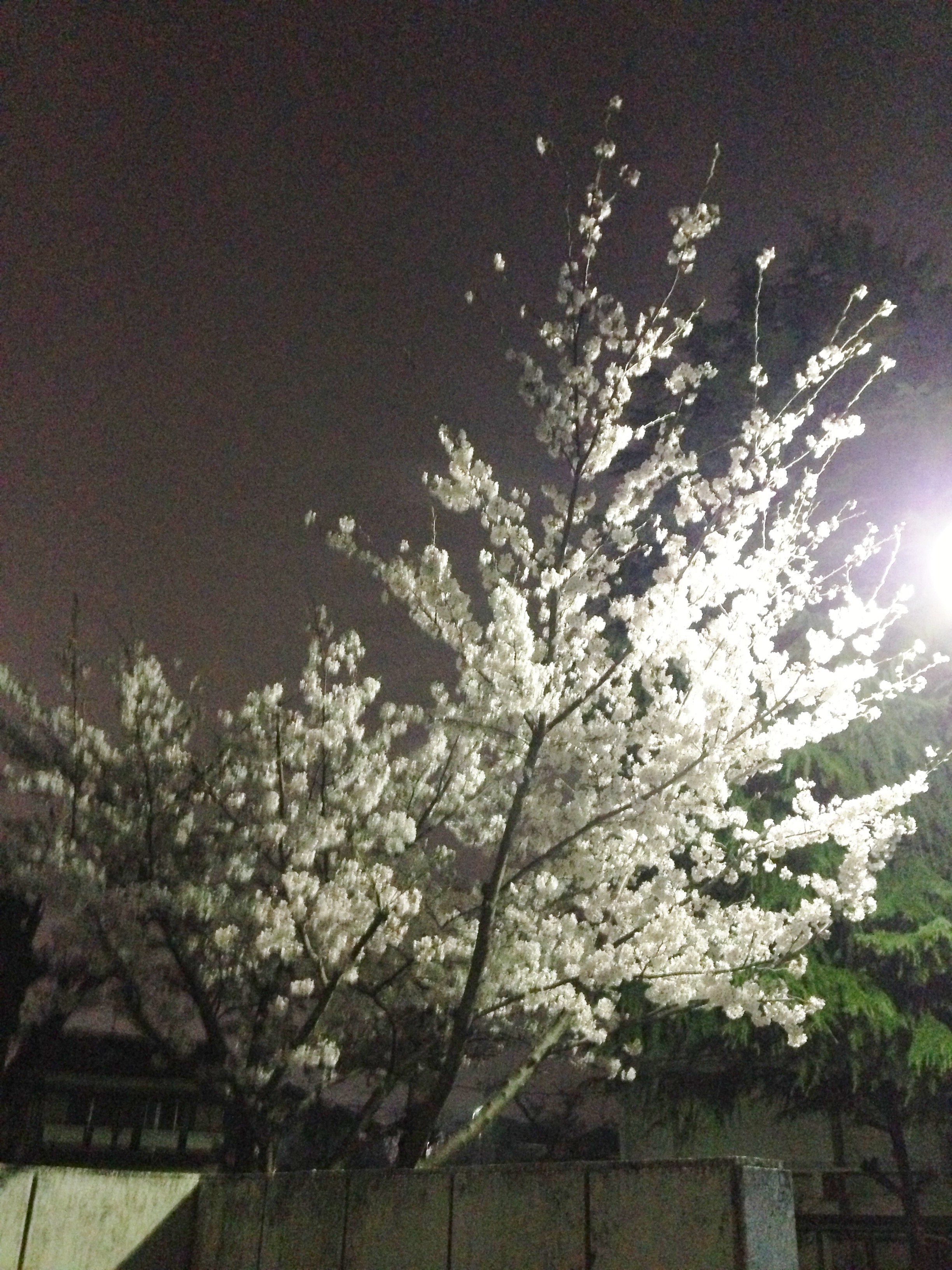 春