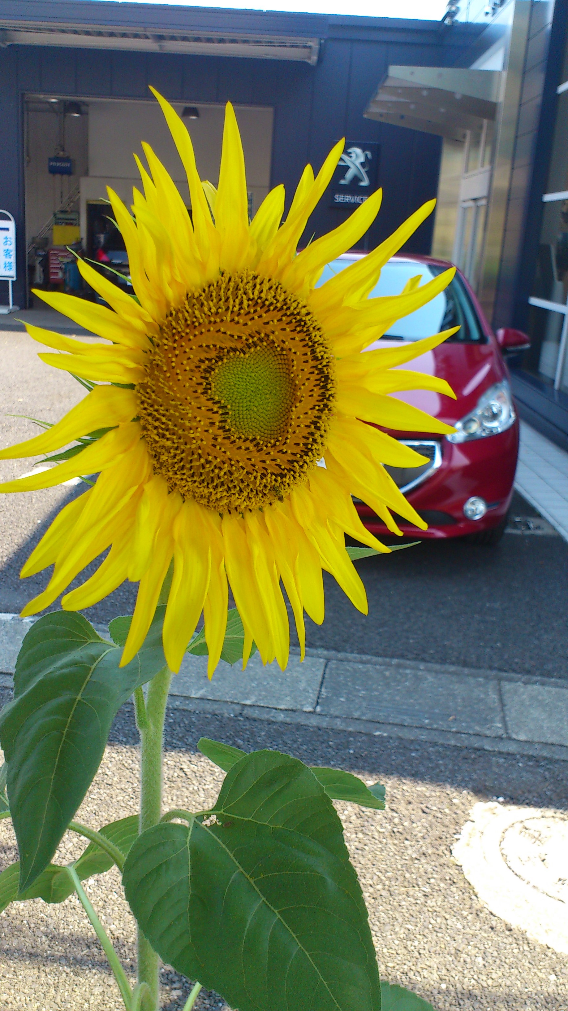 夏が来た！