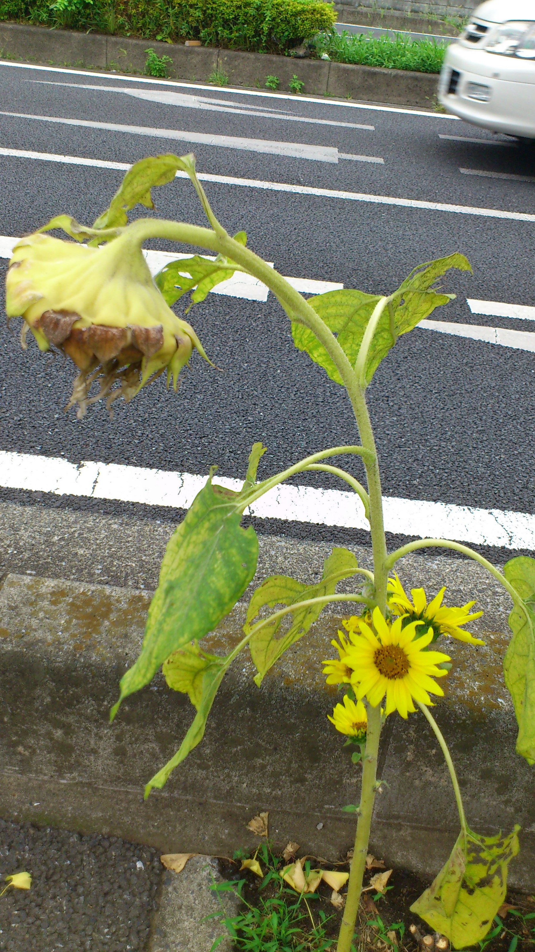 秋の気配