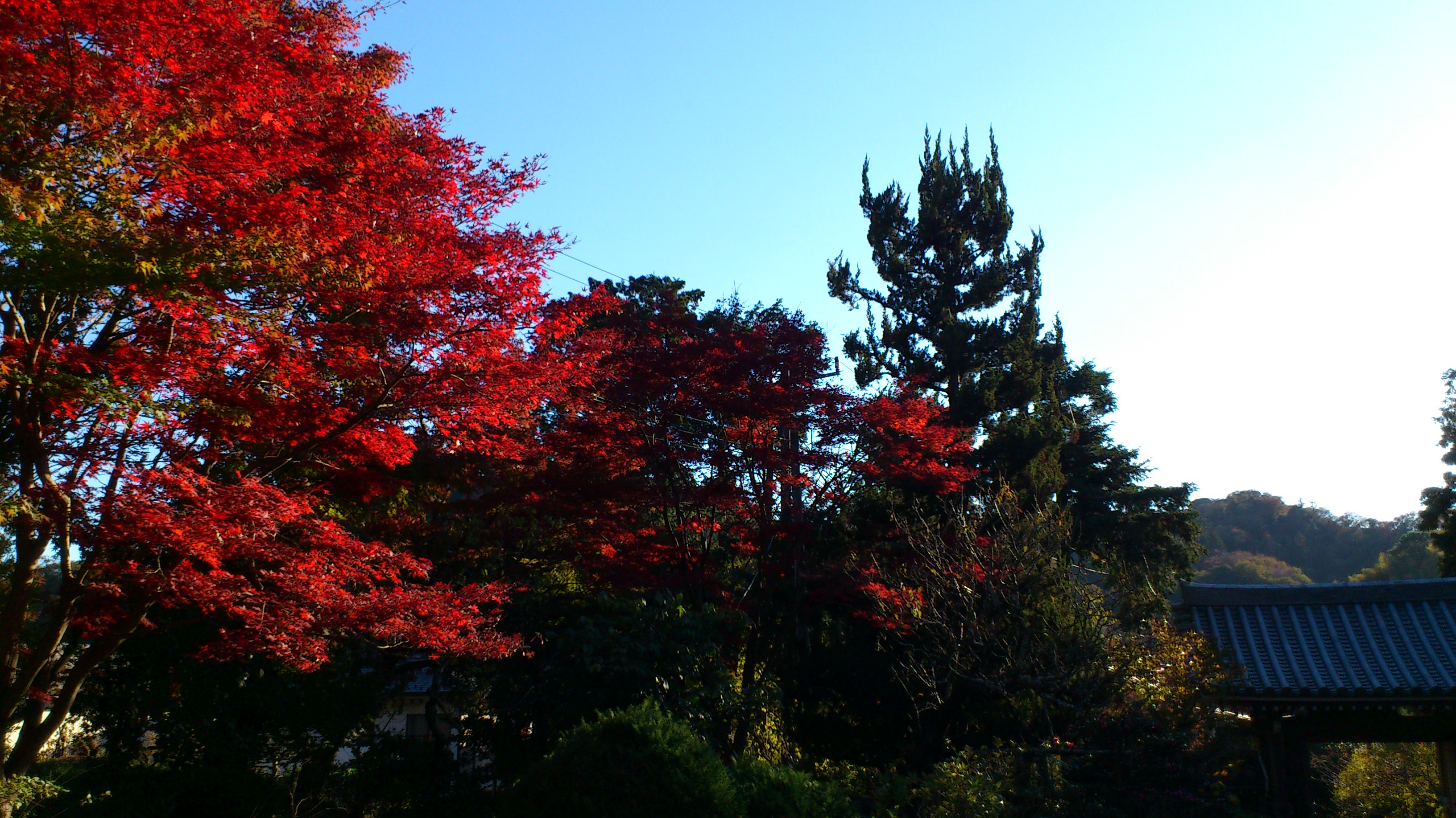 紅葉を見にいこうよう！