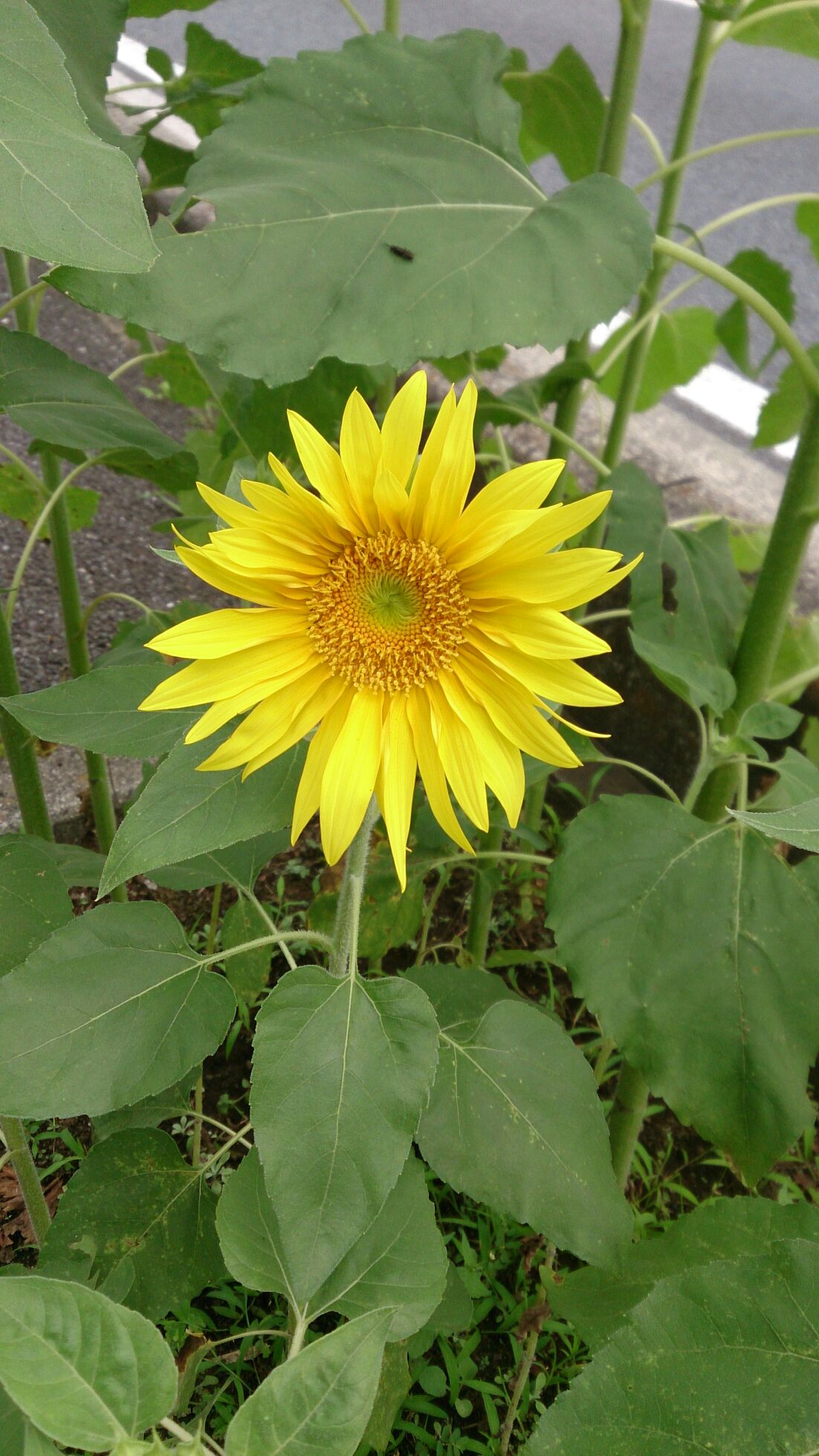 咲いた～咲いた～