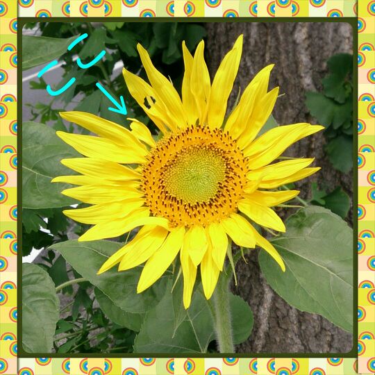 咲いた～咲いた～