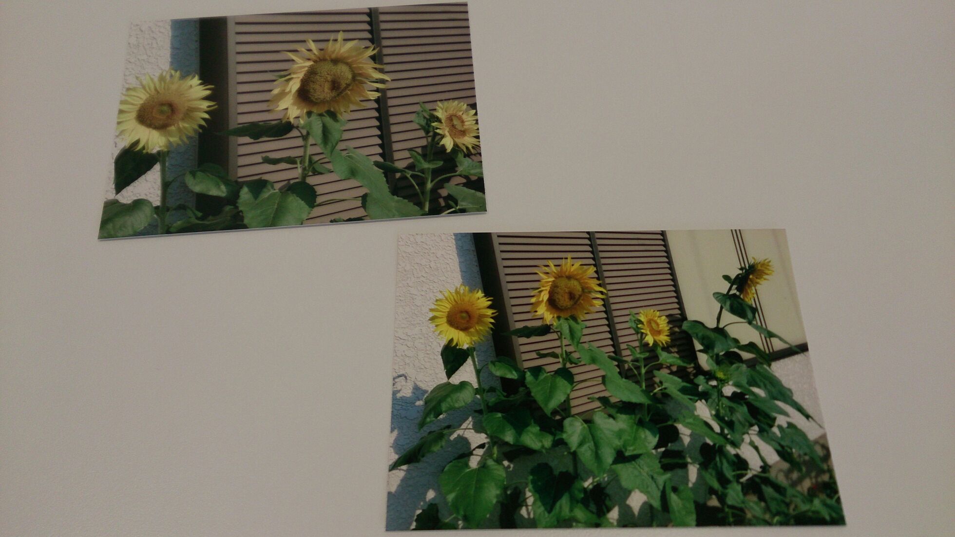 園芸部だより(号外)