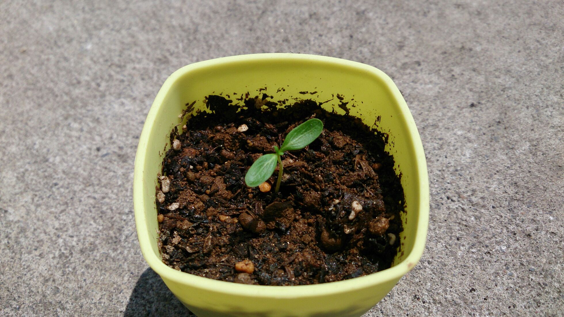 園芸部だより(号外)