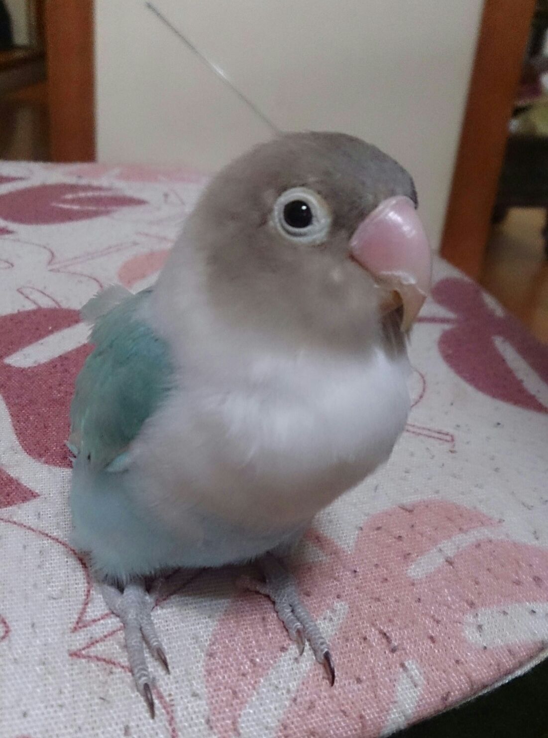 あと半月