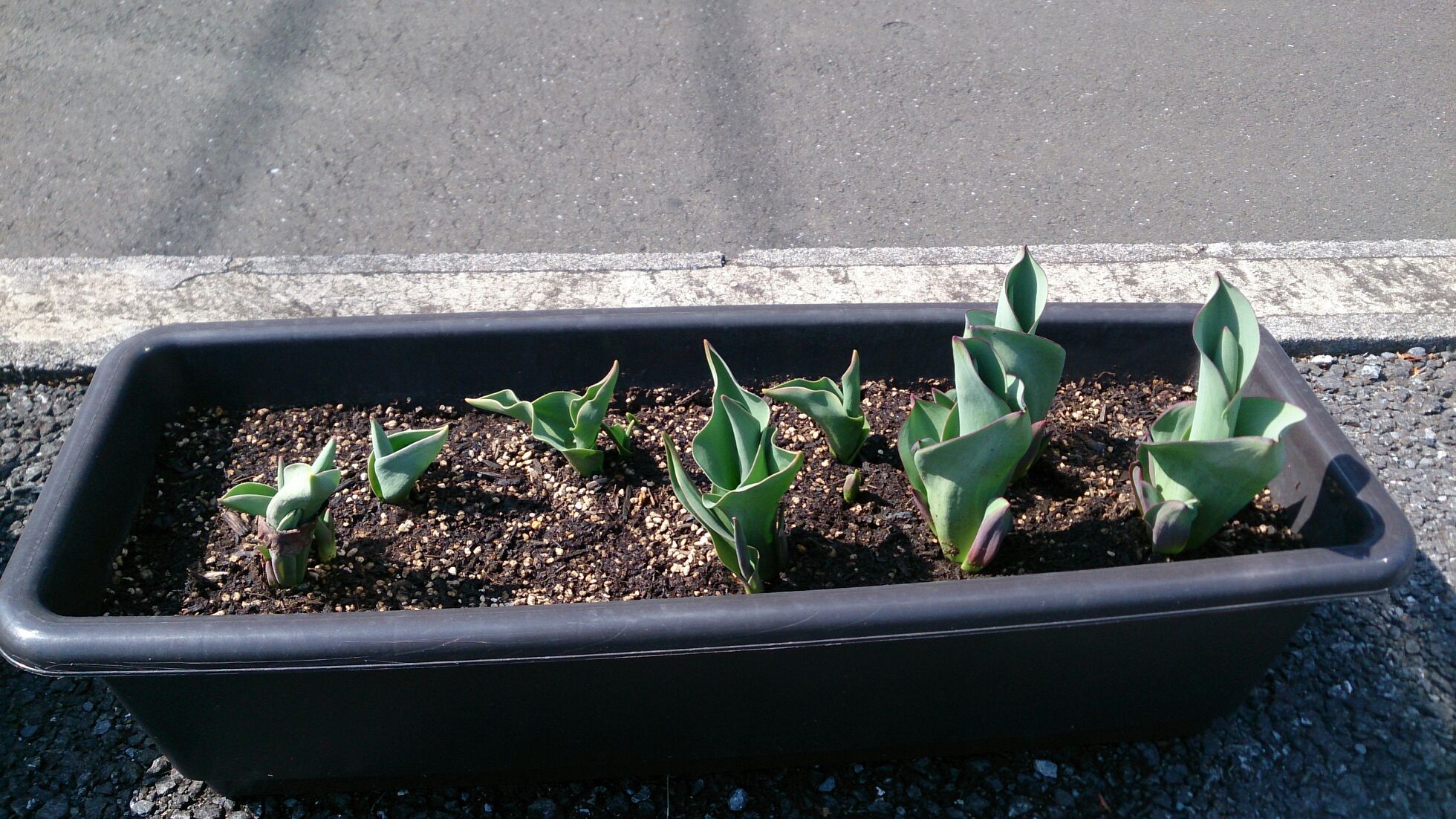 園芸部だより