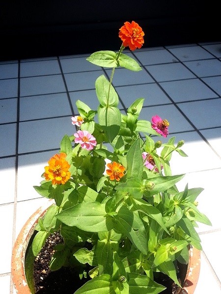 園芸部だより♪