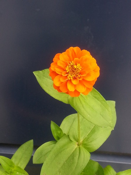 園芸部だより♪