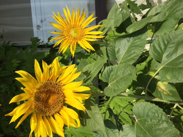 オーナー様より、ヒマワリの開花報告を頂きました！