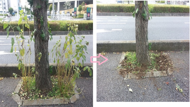 園芸部だより♪