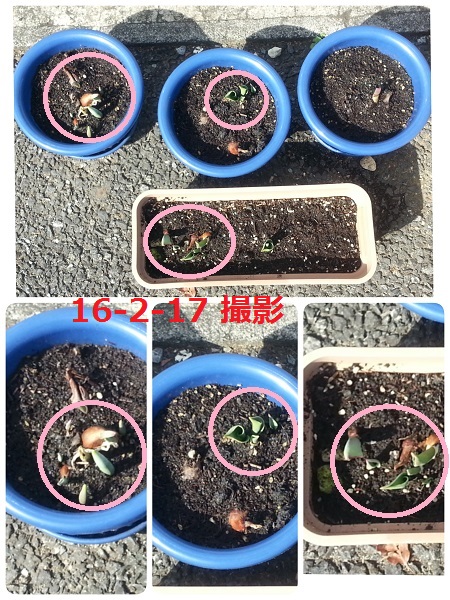 園芸部だより♪