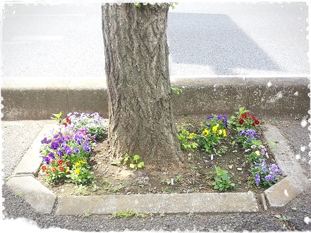 園芸部だより♪