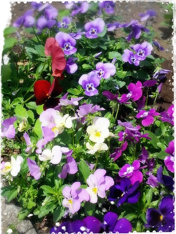 園芸部だより♪