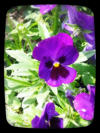 園芸部だより♪