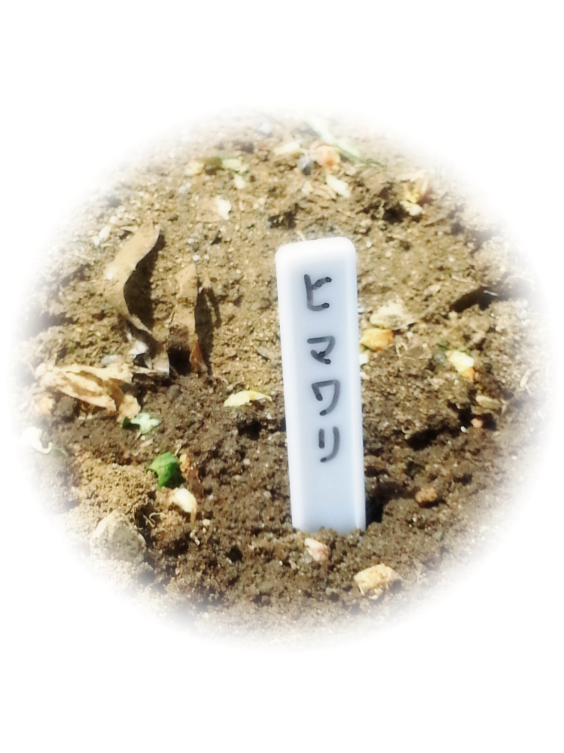 園芸部だより♪