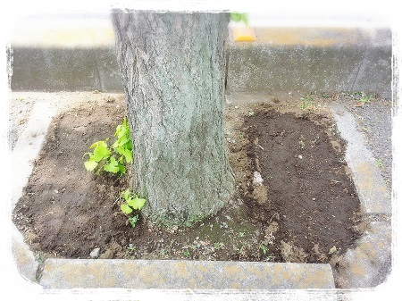 園芸部だより♪