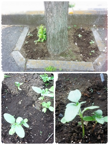 園芸部だより♪