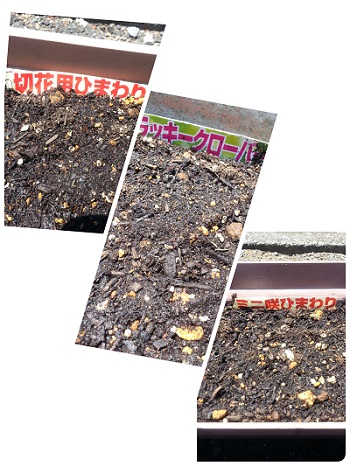 続・園芸部だより♪